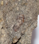 Помогите распознать кто это