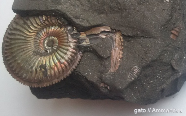 Amoeboceras, Dicroloma, Amoeboceras alternoides, Dicroloma cochleata, Aporrhaidae, зона Amoeboceras alternoides, Dicroloma gagnebini