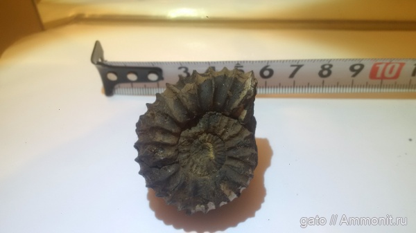 Pavlovia, Pavlovia pavlovi, зона Dorsoplanites panderi, Dorsoplanitidae