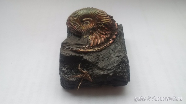 Dicroloma, Amoeboceras alternoides, Cardioceratidae, Dicroloma cochleata, Aporrhaidae, зона Amoeboceras alternoides