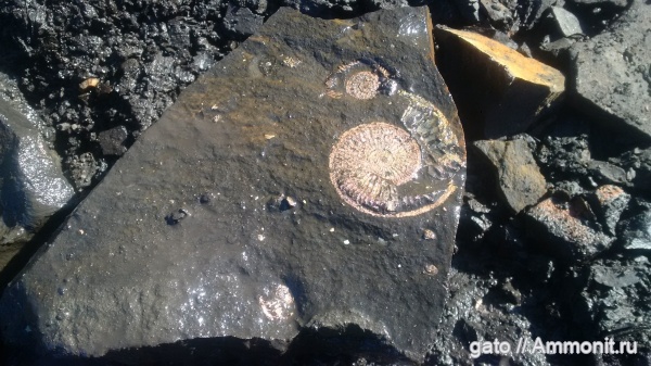 Amoeboceras, Amoeboceras serratum, Cardioceratidae, зона Amoeboceras serratum