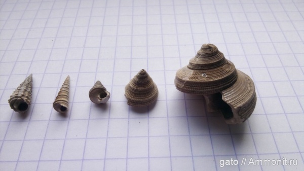 гастроподы, Пески, Bathrotomaria muensteri, Cryptaulax, Mathildidae, Clathrobaculus fahrenkohli, зона densiplicatum