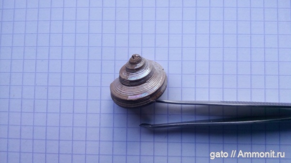 Пески, Bathrotomaria, Bathrotomaria muensteri, зона densiplicatum