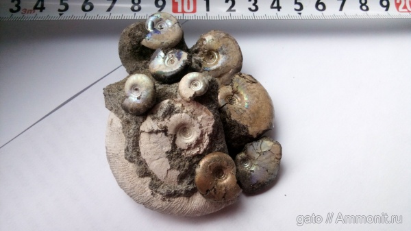 Garniericeras, Garniericeras interjectum, зона Craspedites subditus, Craspeditidae