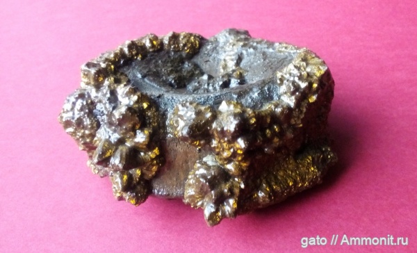 ихтиозавры, позвонки, позвонки ихтиозавров