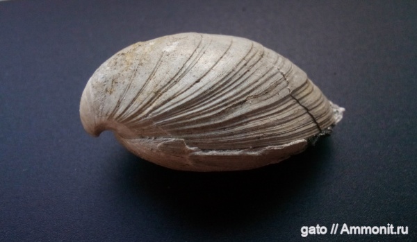 Фили, Russiella, зона Craspedites subditus