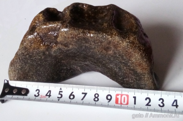 ихтиозавры, Ундоры, позвонки