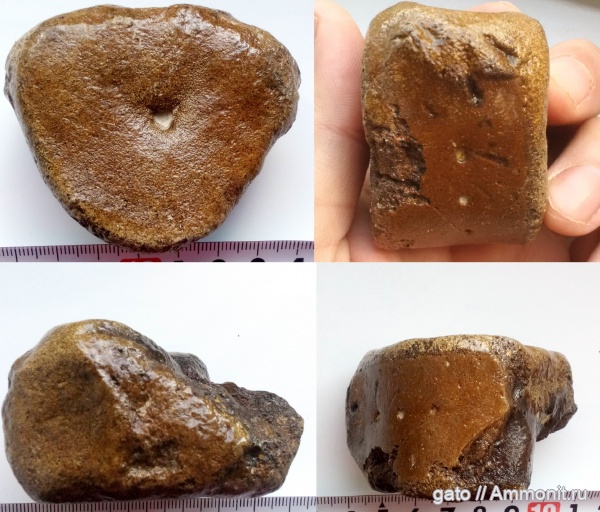 плезиозавры, позвонки, позвонки плезиозавров