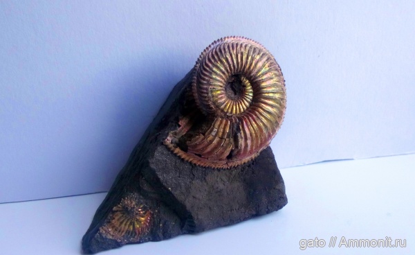 Amoeboceras, Amoeboceras alternoides, Cardioceratidae, зона Amoeboceras alternoides