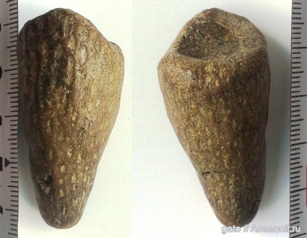 губки, Sphenaulax