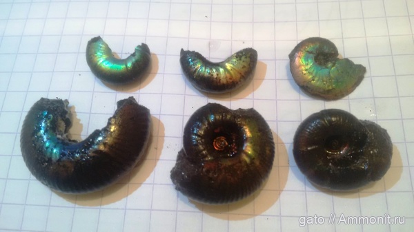 Garniericeras, Craspedites, Garniericeras subclypeiforme, Craspedites kaschpuricus, Craspeditidae, зона Craspedites nodiger