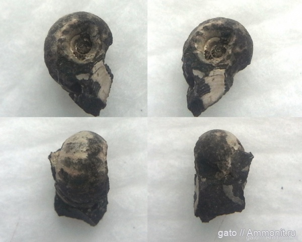 Москворечье, Cadoceras, зона Dorsoplanites panderi