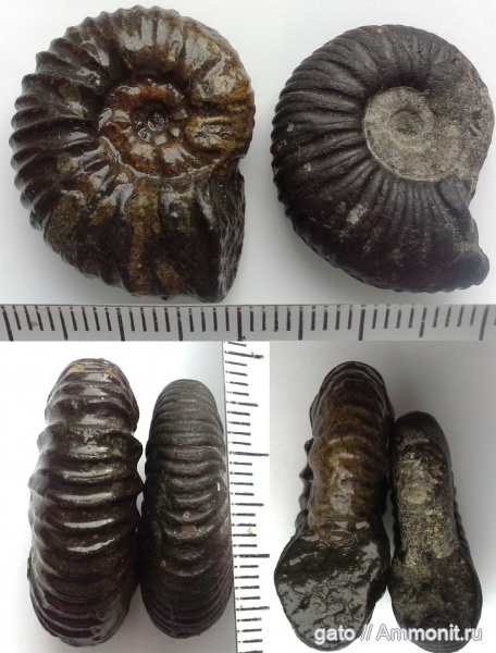 Virgatites virgatus, Virgatitidae