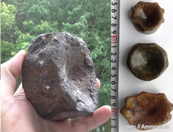 ихтиозавры, позвонки, позвонки ихтиозавров