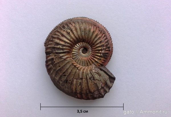 Amoeboceras, Amoeboceras alternoides, Cardioceratidae, зона Amoeboceras alternoides