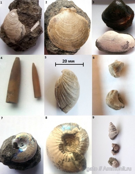 Garniericeras, Serpula, Buchia, Craspedites, Rhynchonella, Russiella, Entolium, зона Craspedites subditus