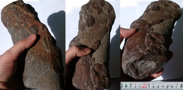 плезиозавры, плиозавры, плечевая кость, проподий