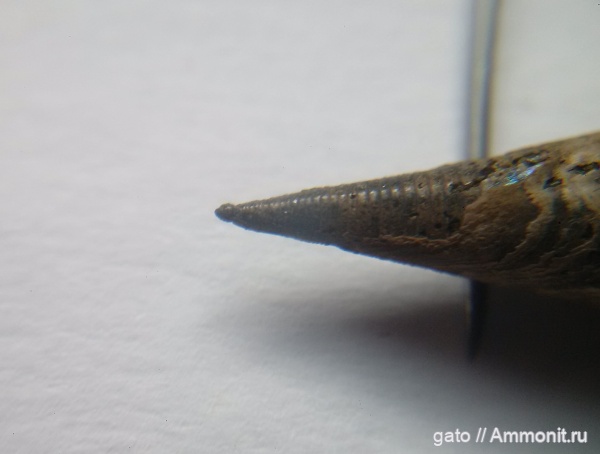 фрагмоконы, протоконх