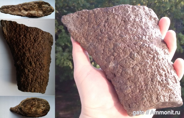 плезиозавры, плиозавры, плечевая кость, проподий