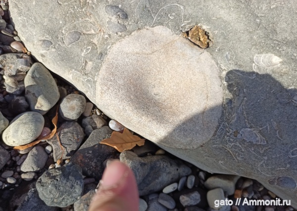 ихтиозавры, позвонки, позвонки ихтиозавров