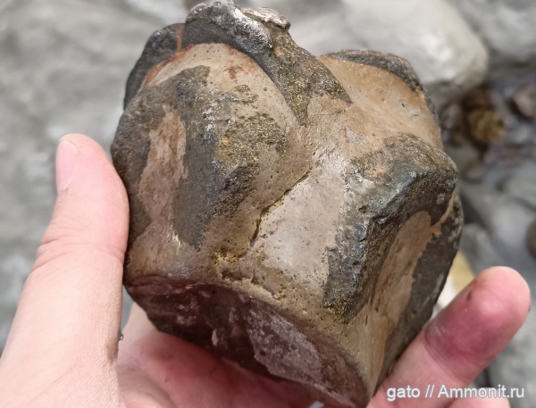 ихтиозавры, позвонки, позвонки ихтиозавров