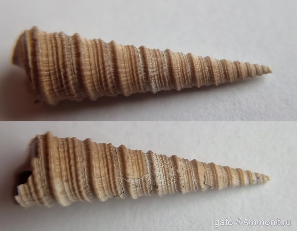 Clathrobaculus, Mathildidae, Clathrobaculus inconstantiplicatus, зона densiplicatum