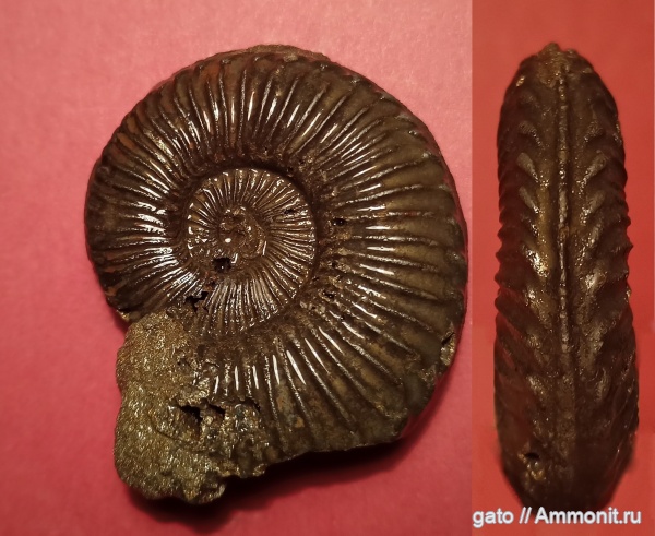 Cardioceratidae, Amoebites bayi, Amoebites