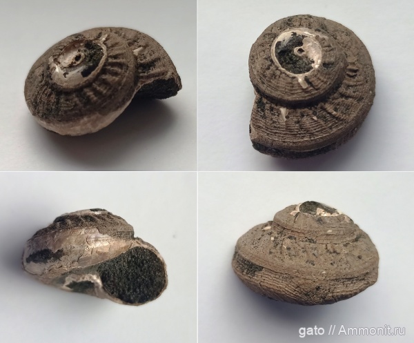 Pleurotomaria, прижизненные повреждения, зона Epivirgatites nikitini, Pleurotomaria rouillieri