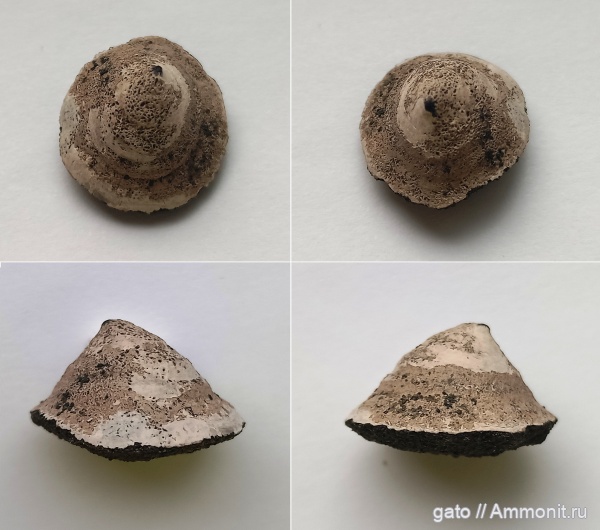 Berlieria, Scurria, зона Epivirgatites nikitini, Discinisca