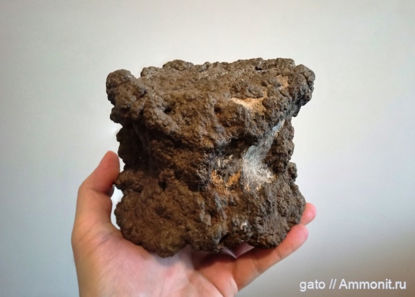 плезиозавры, плиозавры, позвонки, позвонки плезиозавров