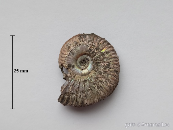 Amoeboceras, Amoeboceras serratum, сифон, Cardioceratidae, зона Amoeboceras serratum