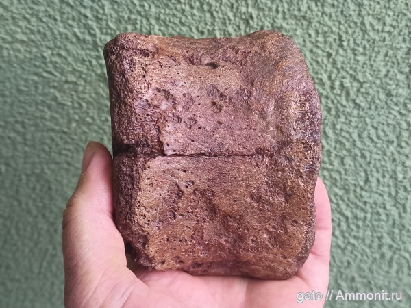 плезиозавры, плиозавры, позвонки, позвонки плезиозавров