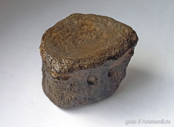 плезиозавры, позвонки, позвонки плезиозавров