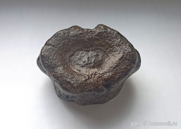 плезиозавры, позвонки, позвонки плезиозавров