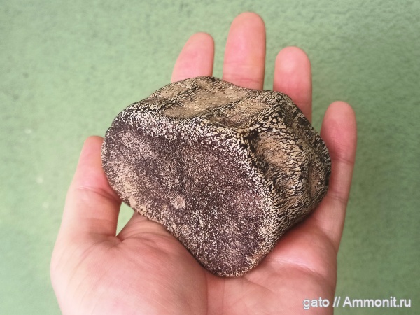 плезиозавры, позвонки, позвонки плезиозавров