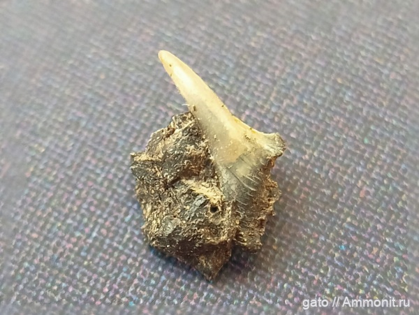 акулы, Synechodus, зубы рыб, зона Amoeboceras serratum