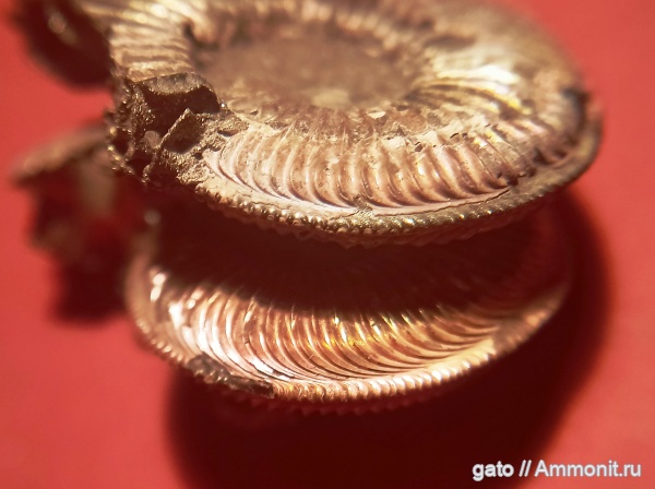 Amoeboceras, Amoeboceras serratum, Amoeboceras alternoides, Cardioceratidae