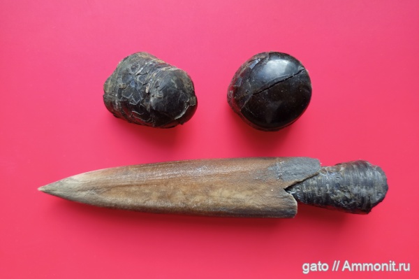 фрагмоконы, ростры, зона Amoeboceras serratum