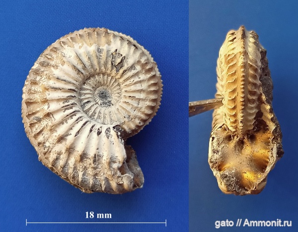 Amoeboceras, Cardioceratidae, Amoeboceras shuravskii, зона Amoeboceras serratum