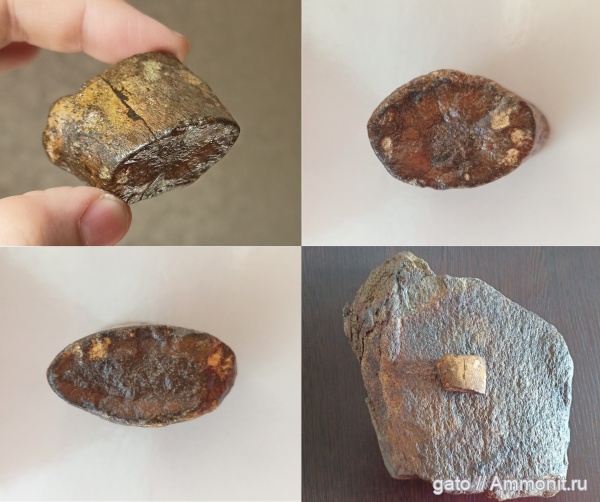 плезиозавры, плечевая кость, проподий