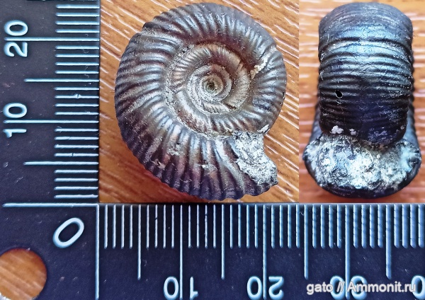 Crussoliceras, Биогоризонт lacertosum