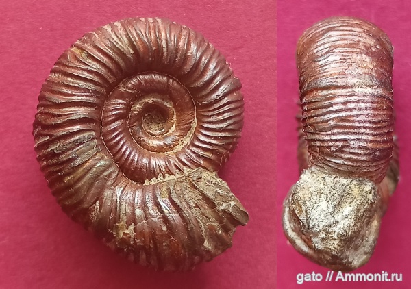 Crussoliceras, parabolae, Биогоризонт lacertosum