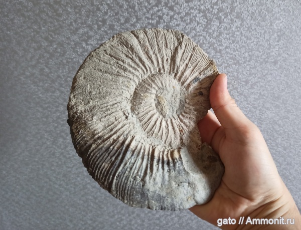 Virgatites, Virgatites virgatus, Virgatites gerassimovi, Virgatites larisae, зона Virgatites virgatus, Virgatitidae