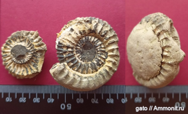 конкреции, Sarmatisphinctes, Sarmatisphinctes subborealis, Virgatitidae, зона Aulacostephanus autissiodorensis