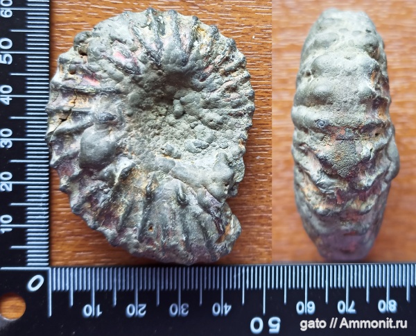 Aulacostephanus, Aulacostephanidae, зона Aulacostephanus autissiodorensis