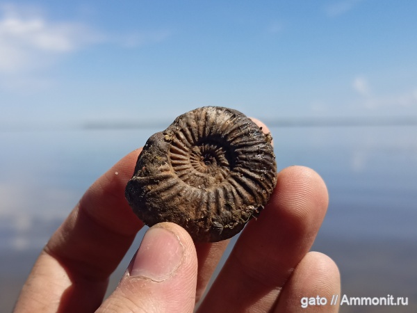 Epivirgatites, Epivirgatites nikitini, зона Epivirgatites nikitini, Dorsoplanitidae