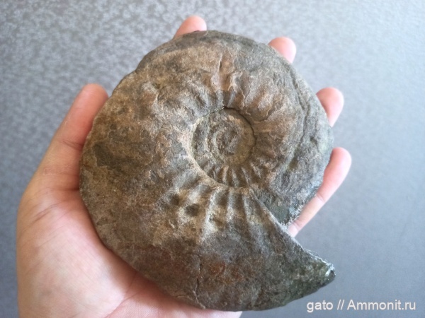 Craspedites, Craspedites okensis, Craspedites subditus, Craspeditidae