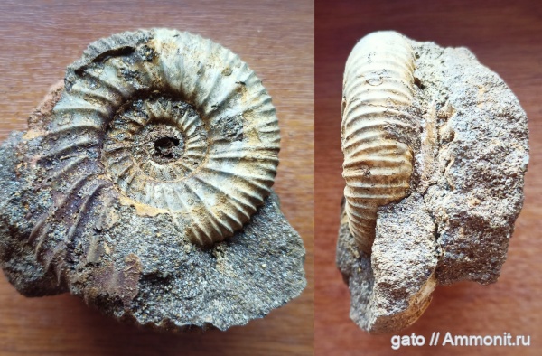 Epivirgatites, Epivirgatites lahuseni, зона Epivirgatites nikitini, Dorsoplanitidae Epivirgatites, Epivirgatites lahuseni, зона Epivirgatites nikitini, Dorsoplanitidae