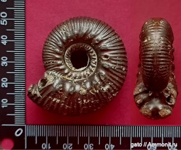 Aulacostephanus, Aulacostephanidae, зона Aulacostephanus mutabilis, Aulacostephanoides, Aulacostephanoides peregrinus