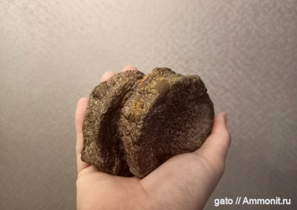 ихтиозавры, позвонки, позвонки ихтиозавров